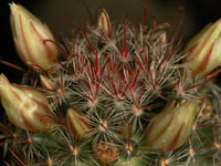 Mammillaria pennispinosa subsp. brachytrichion